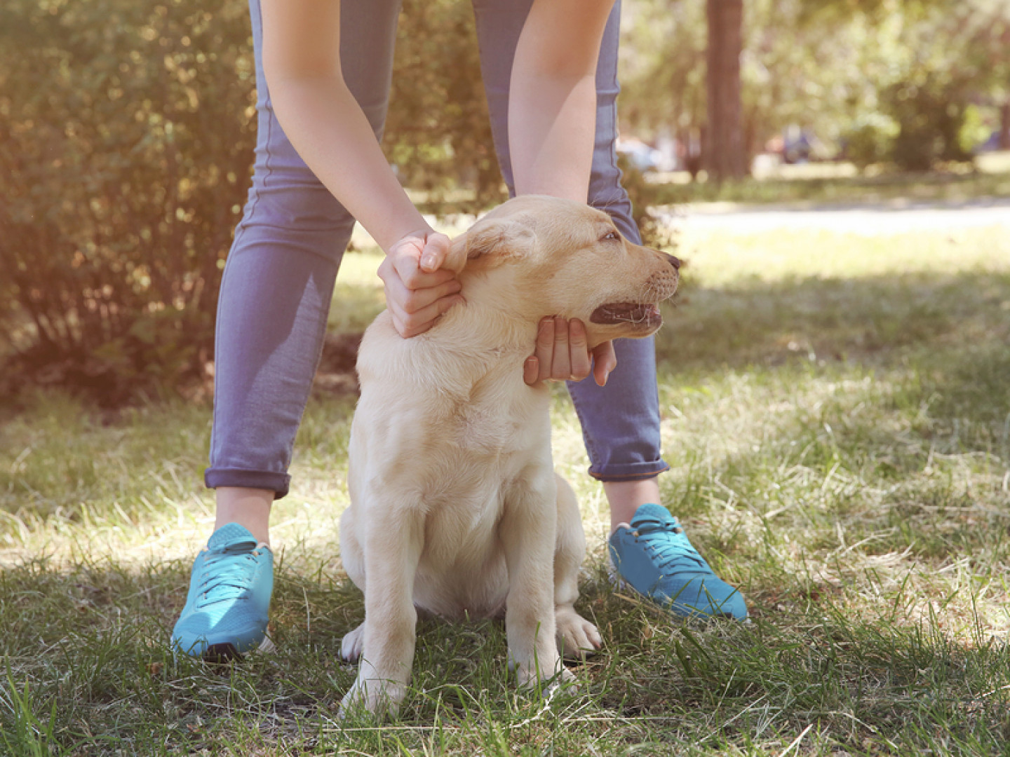 Flea Prevention Tips Lubbock, TX Bug Zappers Pest Control