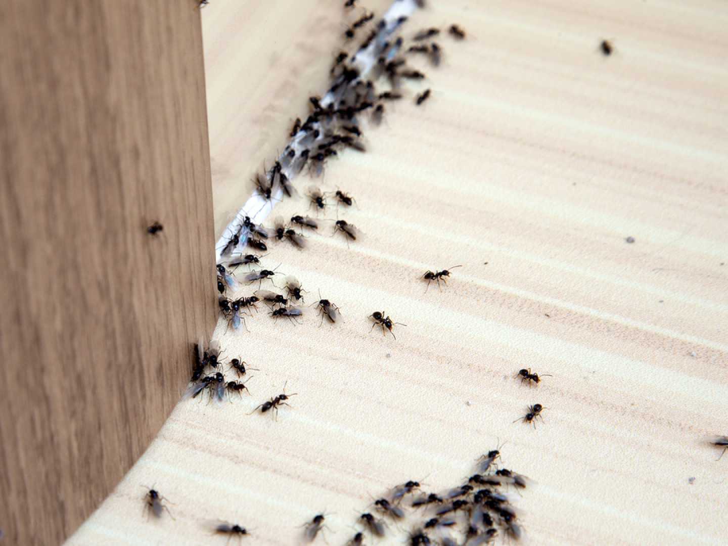 Ant Removal Lubbock, TX Bug Zappers Pest Control