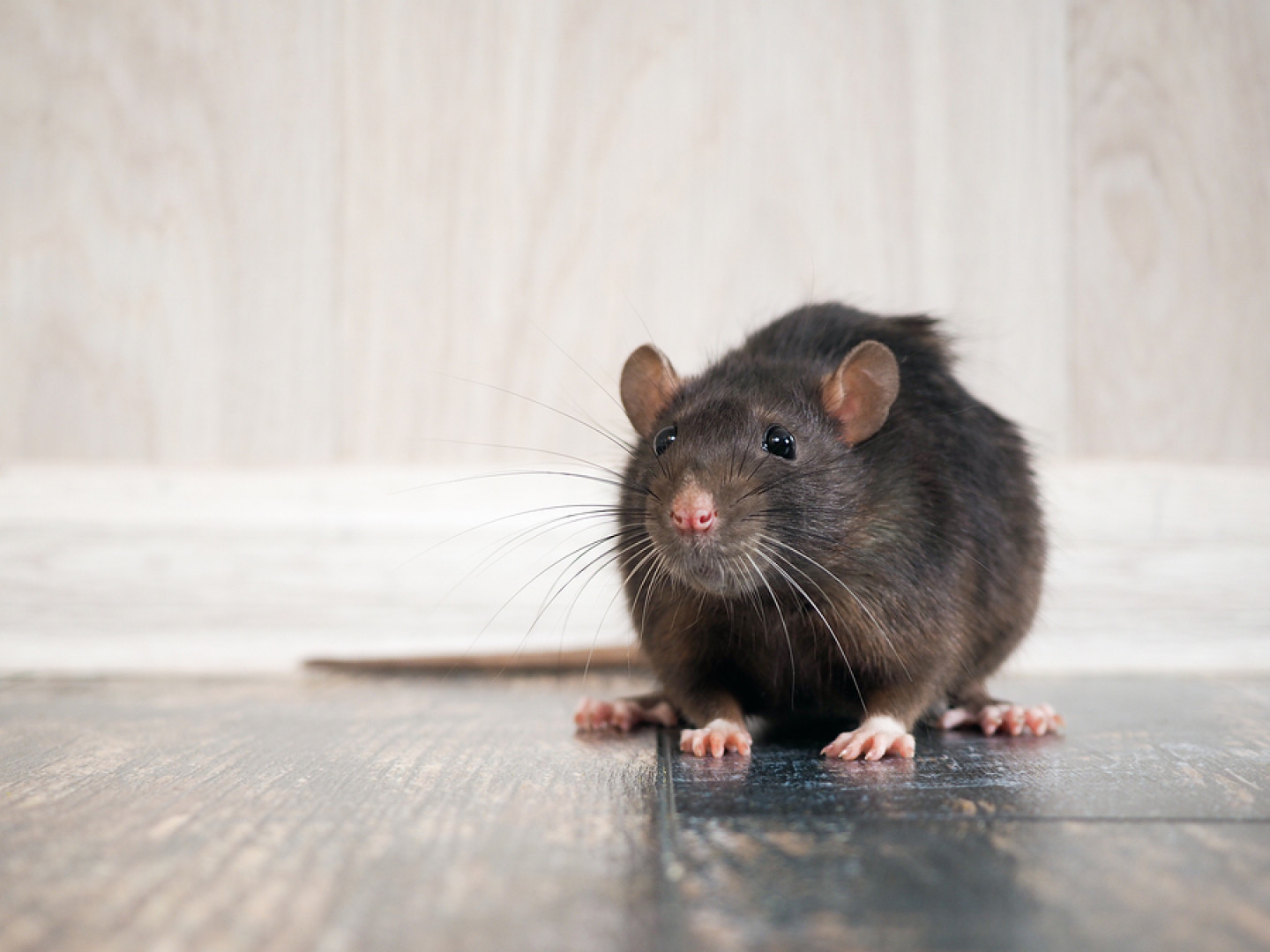 Rat Removal Services Lubbock, Wolfforth & Slaton, TX Lubbock, TX