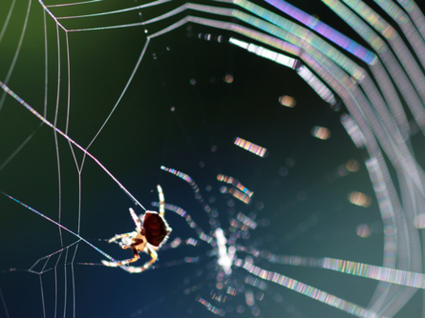 Spider Removal Services Lubbock, Wolfforth & Slaton, TX Lubbock, TX