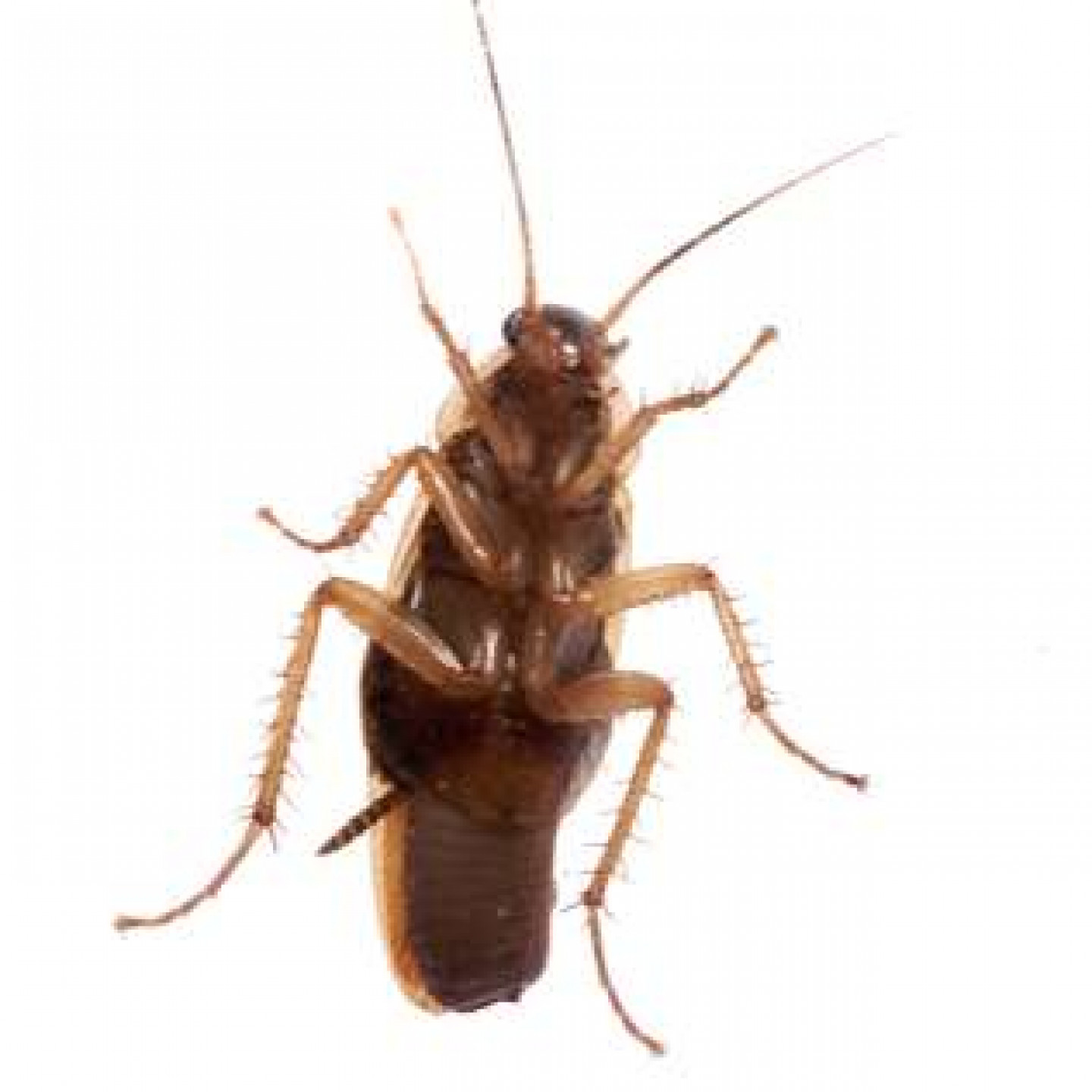 Cockroach Removal Lubbock Wolfforth And Slaton Tx Lubbock Tx Bug